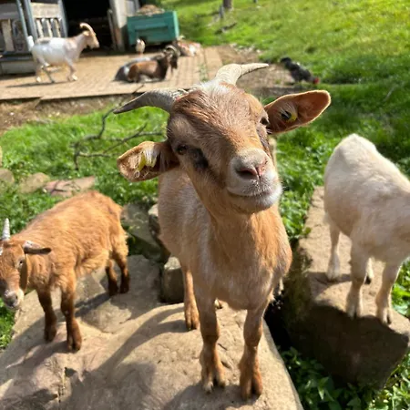 Ruhige, Bewertete In - Schwarzwald Apartmán *